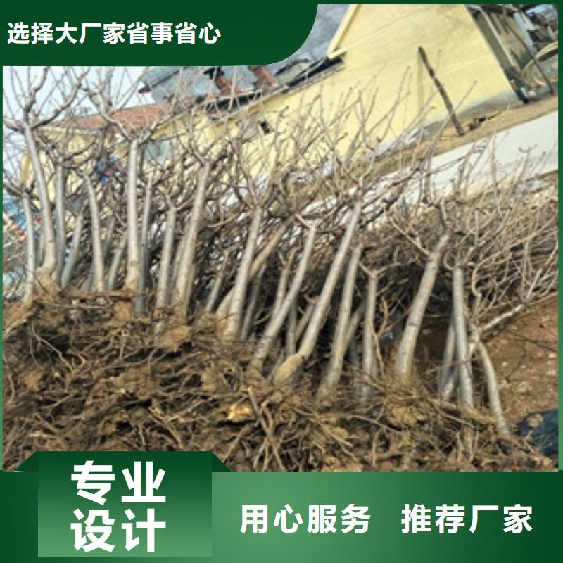 桃树【核桃苗樱花苗长果桑树苗】检验发货