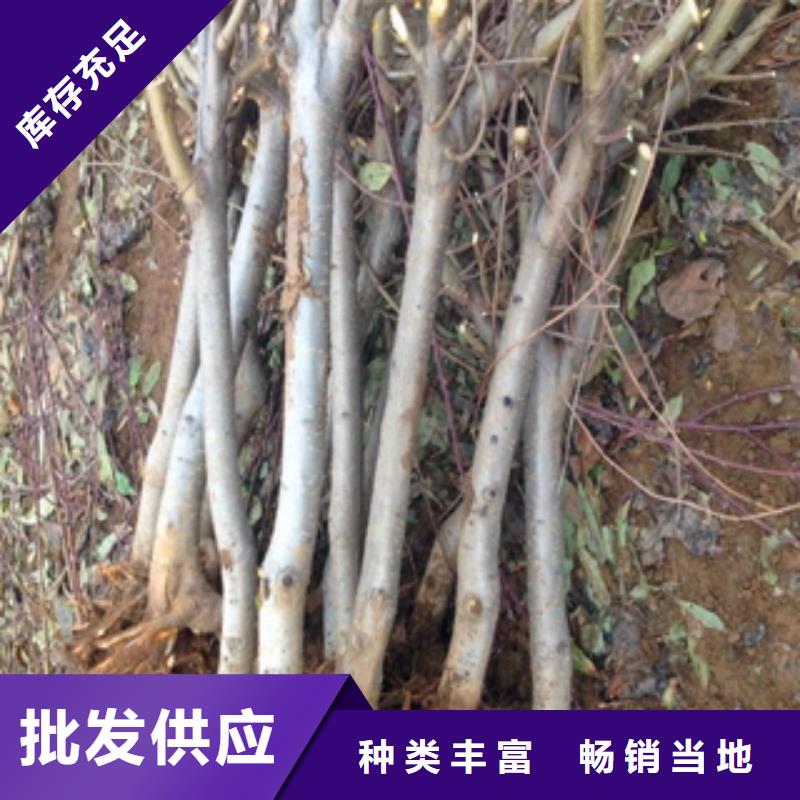 桃树【核桃苗樱花苗长果桑树苗】检验发货