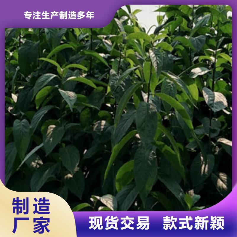 -温岭|临海|温州|金华|嘉兴|湖州|舟山【杜仲】_核桃苗 樱花苗 长果桑树苗把实惠留给您