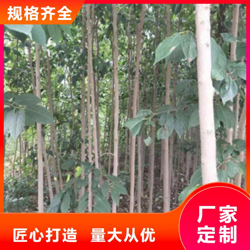 杜仲_【泰山景松 造型景松】专业的生产厂家【正家】