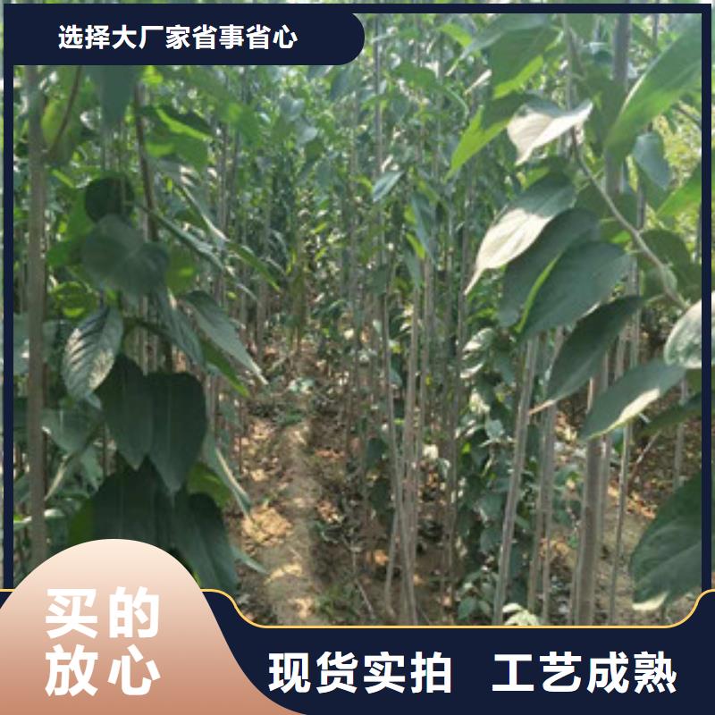 -温岭|临海|温州|金华|嘉兴|湖州|舟山【杜仲】_核桃苗 樱花苗 长果桑树苗把实惠留给您