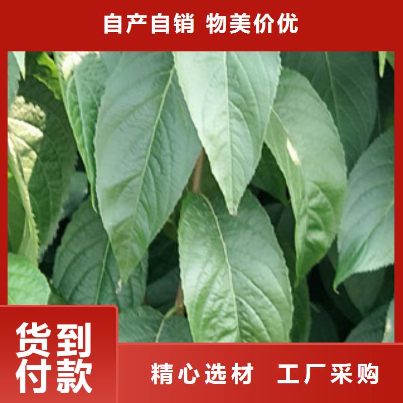 -温岭|临海|温州|金华|嘉兴|湖州|舟山【杜仲】_核桃苗 樱花苗 长果桑树苗把实惠留给您
