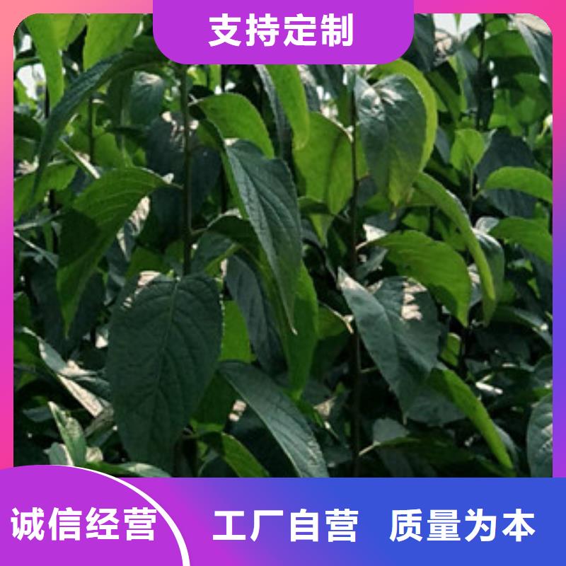 杜仲_【泰山景松 造型景松】专业的生产厂家【正家】