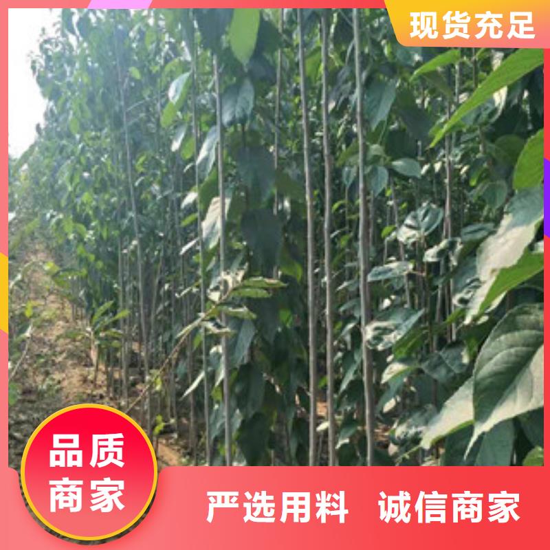 杜仲_【泰山景松 造型景松】专业的生产厂家【正家】