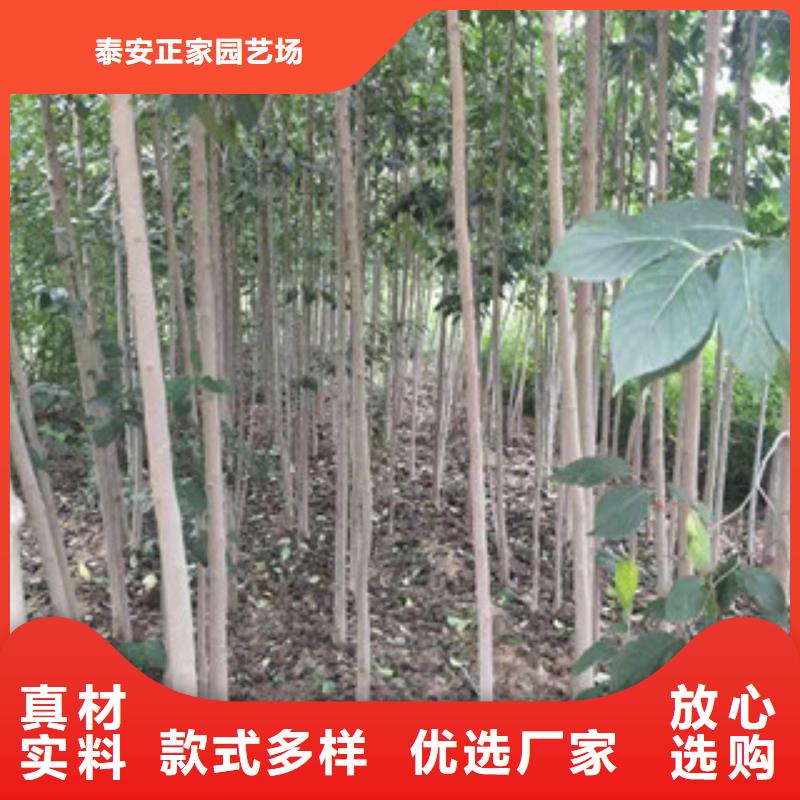 杜仲_【泰山景松 造型景松】专业的生产厂家【正家】