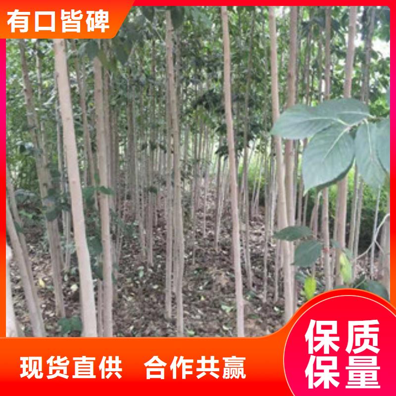 杜仲_【泰山景松 造型景松】专业的生产厂家【正家】
