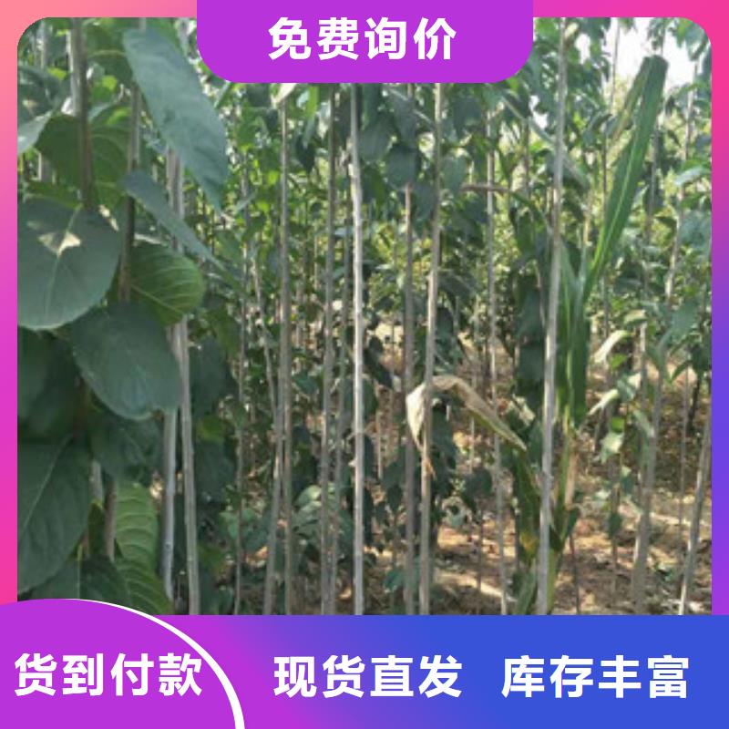 杜仲_【泰山景松 造型景松】专业的生产厂家【正家】