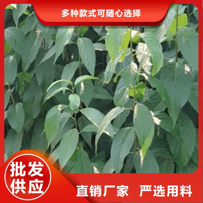 杜仲_【泰山景松 造型景松】专业的生产厂家【正家】