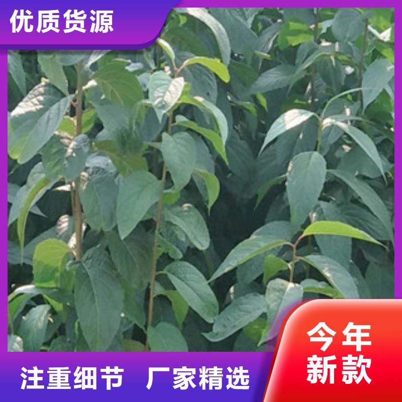 -温岭|临海|温州|金华|嘉兴|湖州|舟山【杜仲】_核桃苗 樱花苗 长果桑树苗把实惠留给您
