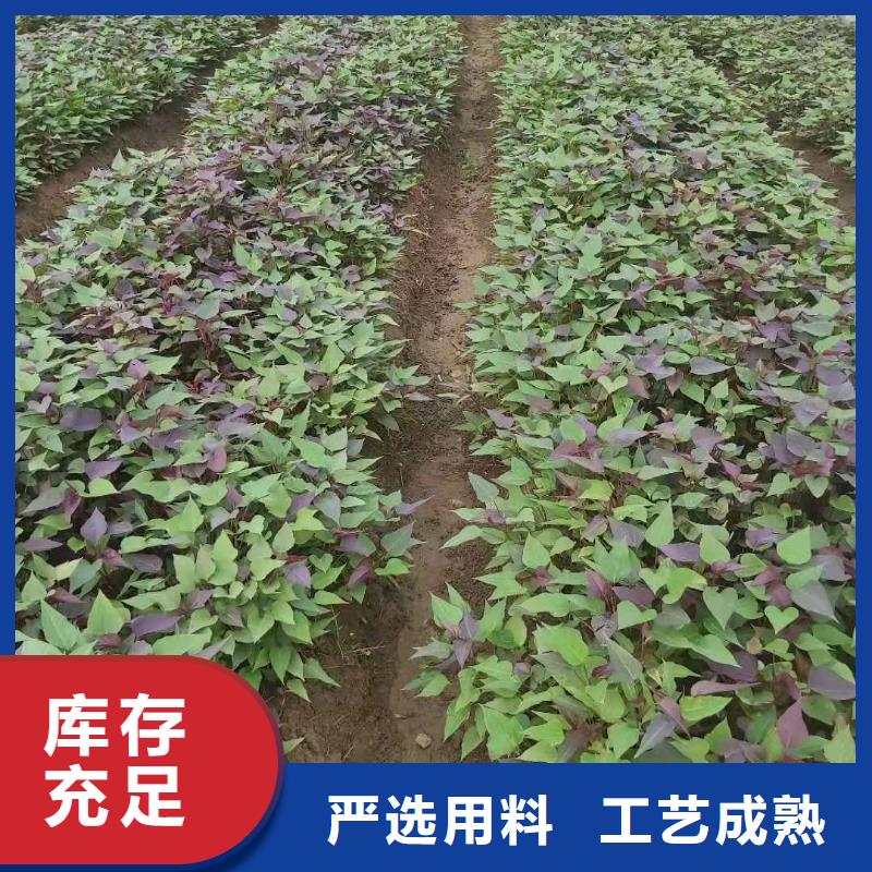 紫薯苗羽衣甘蓝粉性价比高