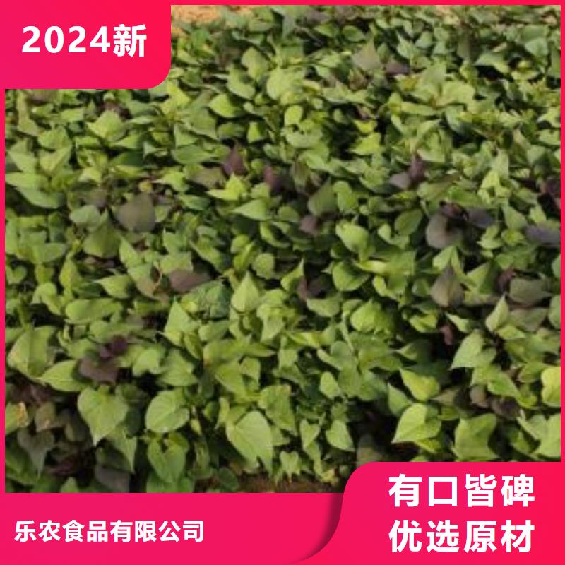 紫薯苗羽衣甘蓝粉品质卓越