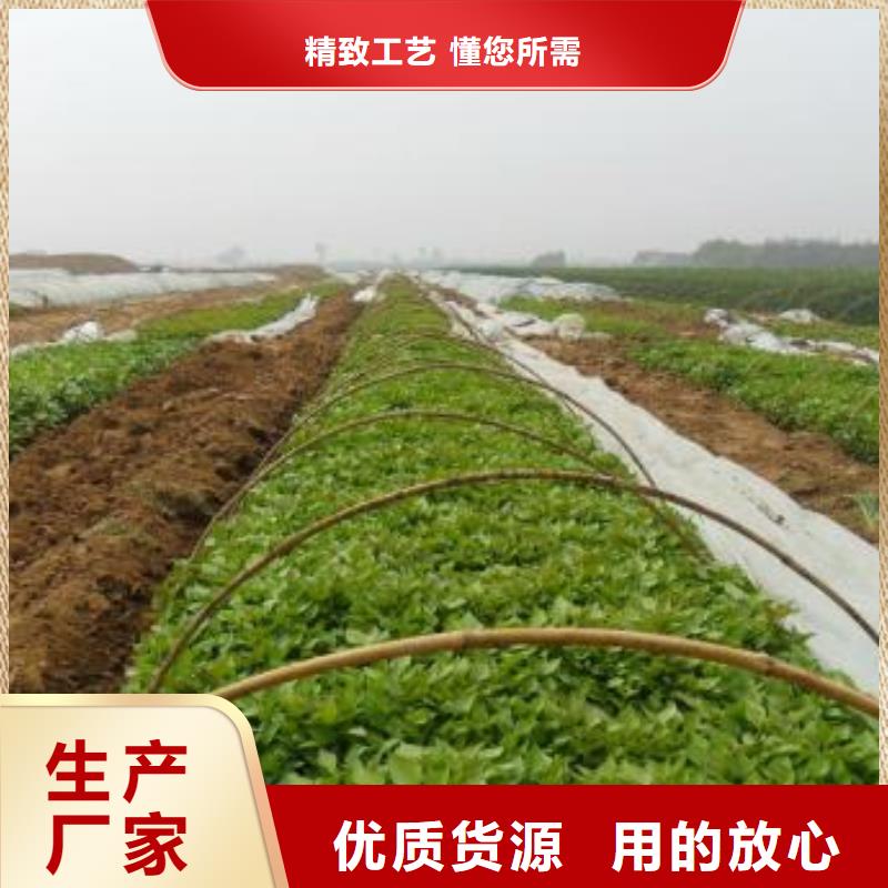 紫薯苗羽衣甘蓝粉品质卓越