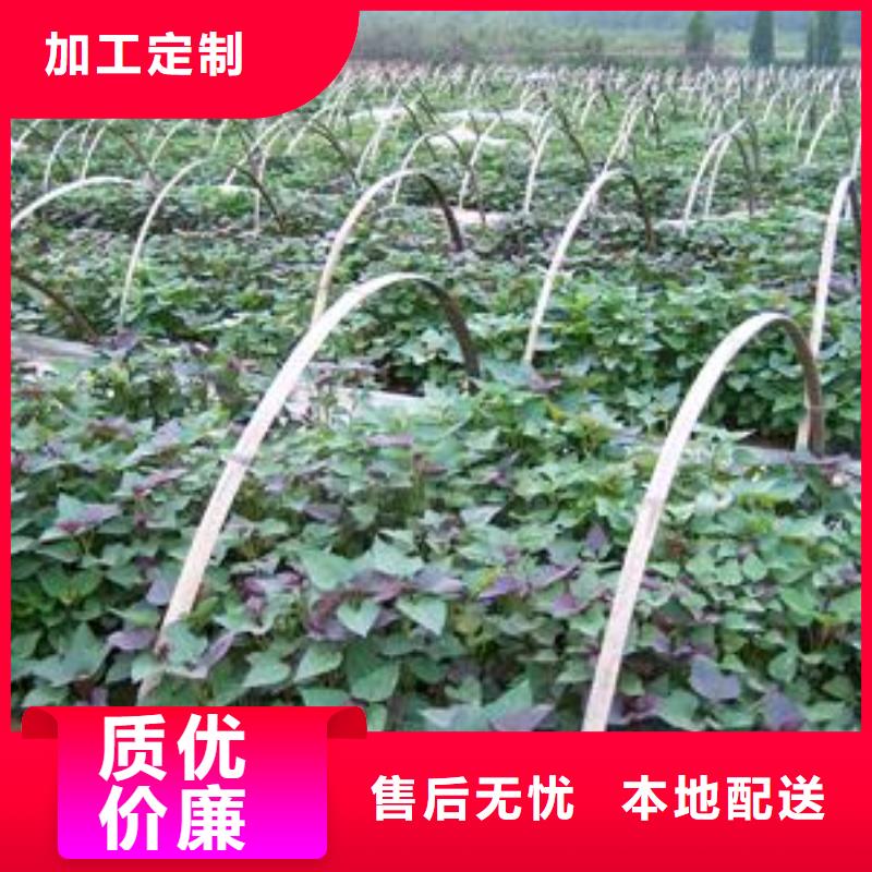 南瓜粉视频-南瓜粉|安徽省马鞍山市|含山|雨山|淮南|阜阳|安庆|池州|芜湖|宣城|淮北