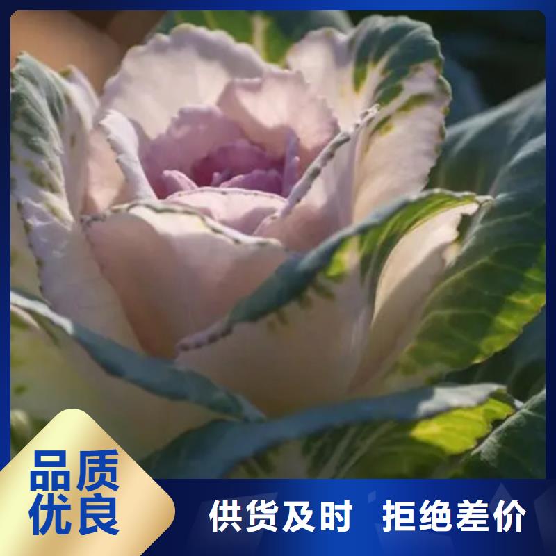 甘蓝粉品质放心