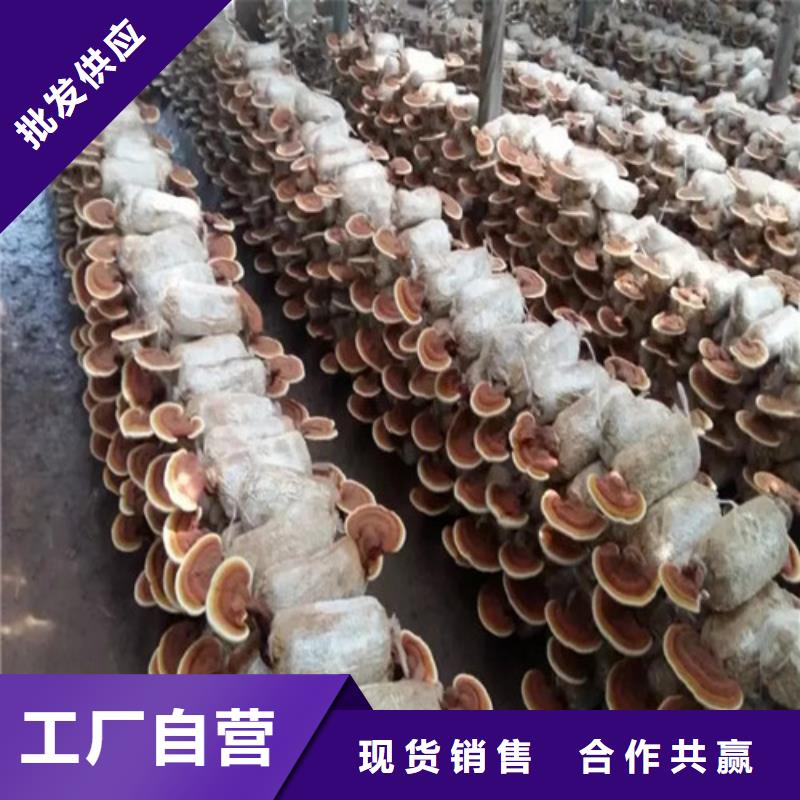 【灵芝孢子粉有机栎木赤灵芝匠心制造】