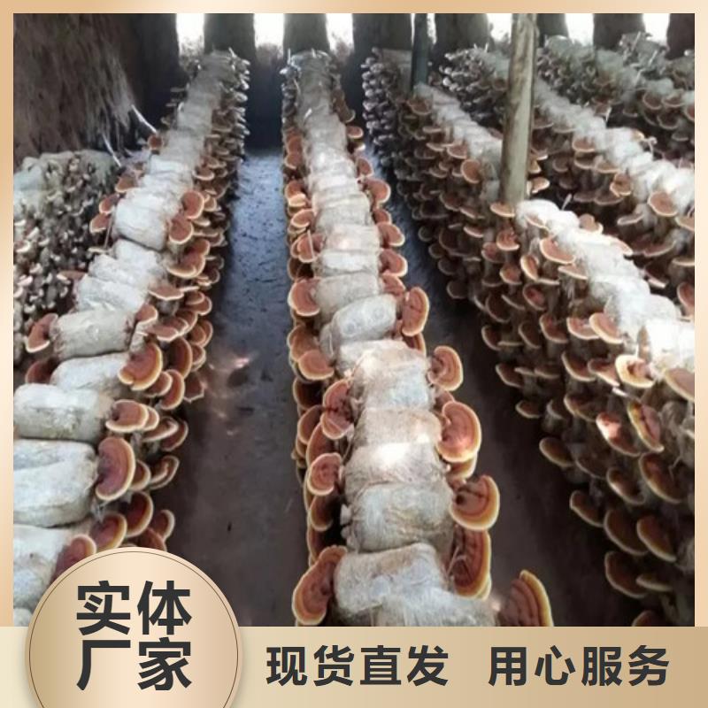 灵芝孢子粉灵芝精选优质材料