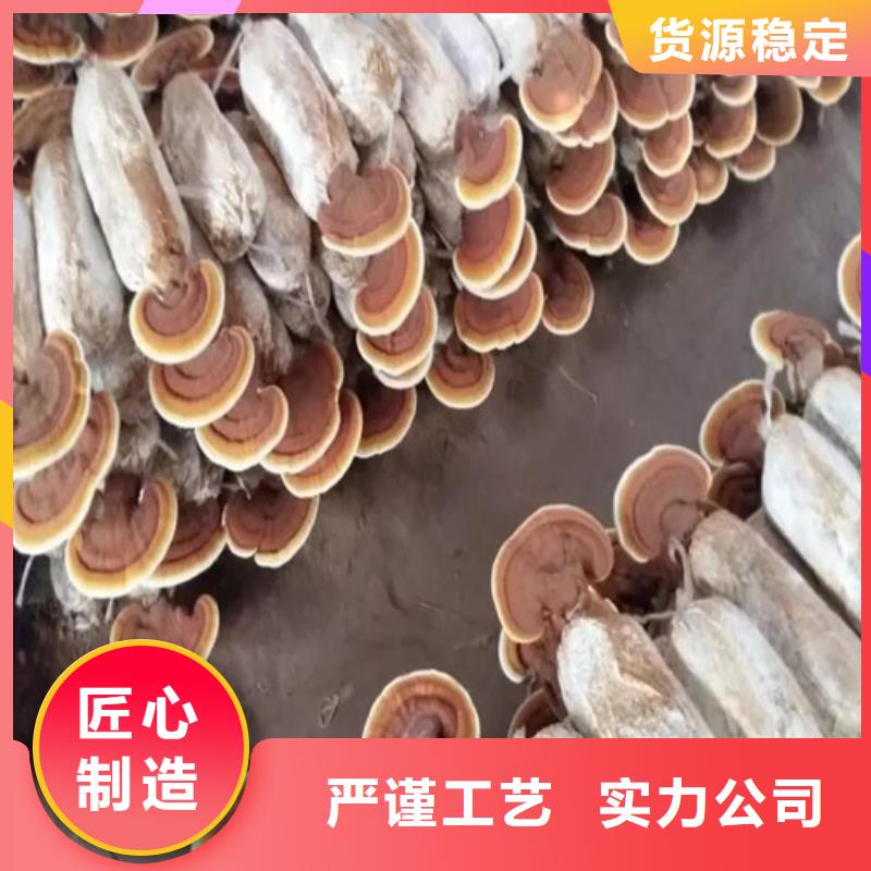 灵芝孢子粉【无硫野生黑灵芝】品质之选