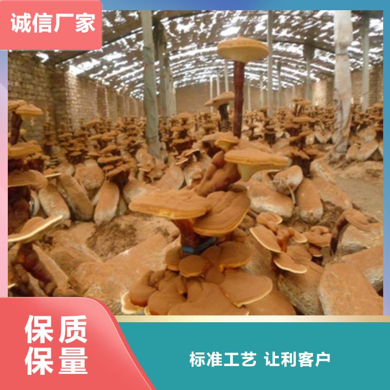 灵芝孢子粉灵芝精选优质材料