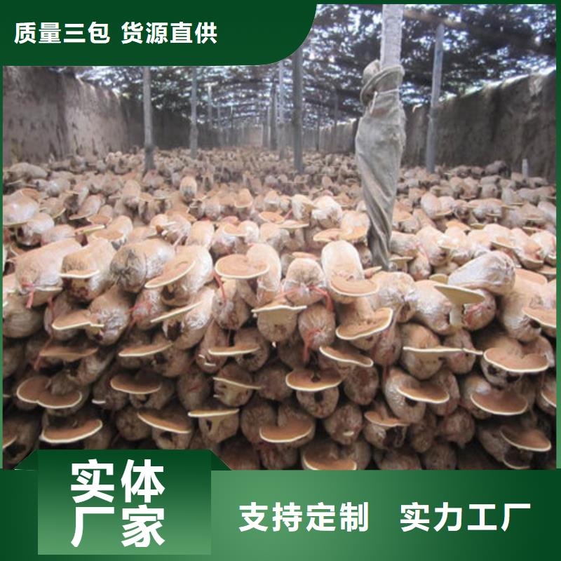 【灵芝孢子粉有机栎木赤灵芝匠心制造】
