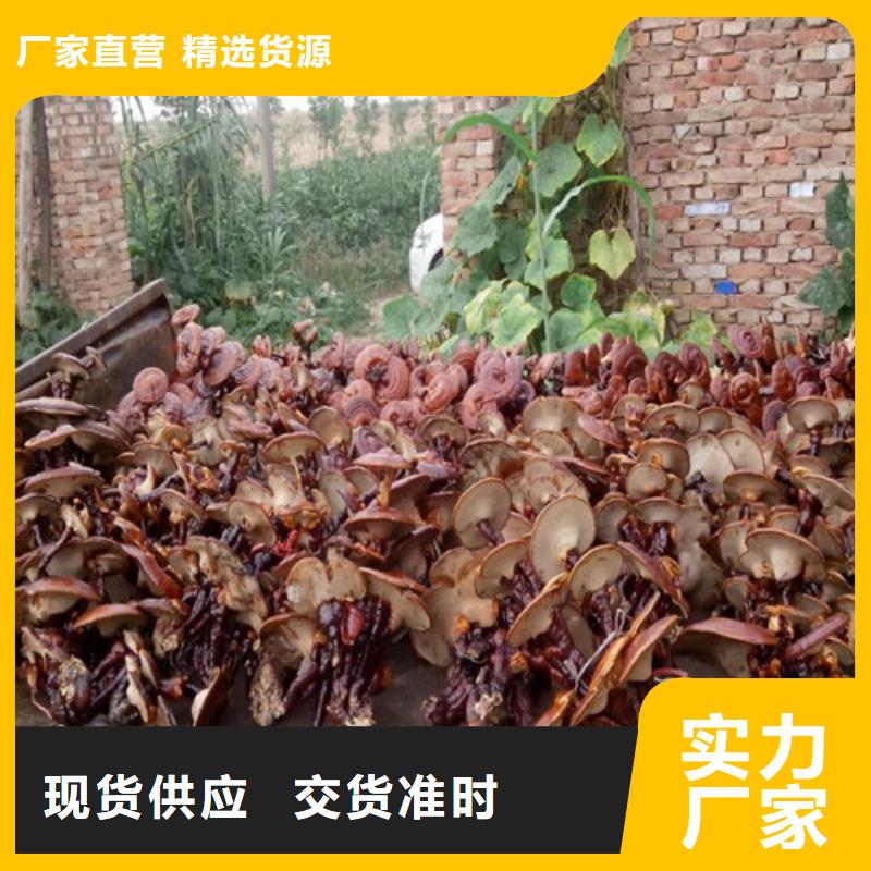 破壁灵芝孢子粉视频-破壁灵芝孢子粉-云海灵芝种植专业社(锦州市分公司)服务区域凌河|古塔|辽阳|本溪|抚顺|沈阳|葫芦岛