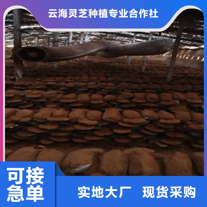 破壁灵芝孢子粉视频-破壁灵芝孢子粉-云海灵芝种植专业社(锦州市分公司)服务区域凌河|古塔|辽阳|本溪|抚顺|沈阳|葫芦岛