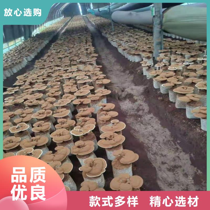 【灵芝孢子粉有机栎木赤灵芝匠心制造】