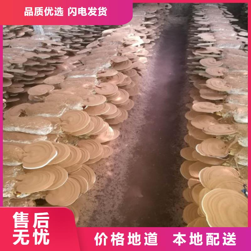 破壁灵芝孢子粉视频-破壁灵芝孢子粉-云海灵芝种植专业社(锦州市分公司)服务区域凌河|古塔|辽阳|本溪|抚顺|沈阳|葫芦岛