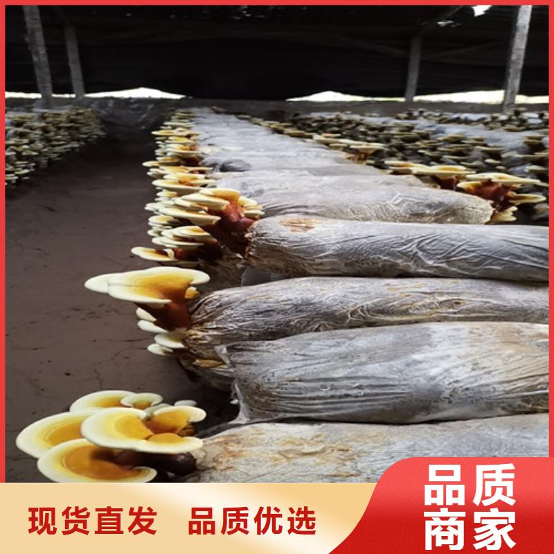 破壁灵芝孢子粉视频-破壁灵芝孢子粉-云海灵芝种植专业社(锦州市分公司)服务区域凌河|古塔|辽阳|本溪|抚顺|沈阳|葫芦岛