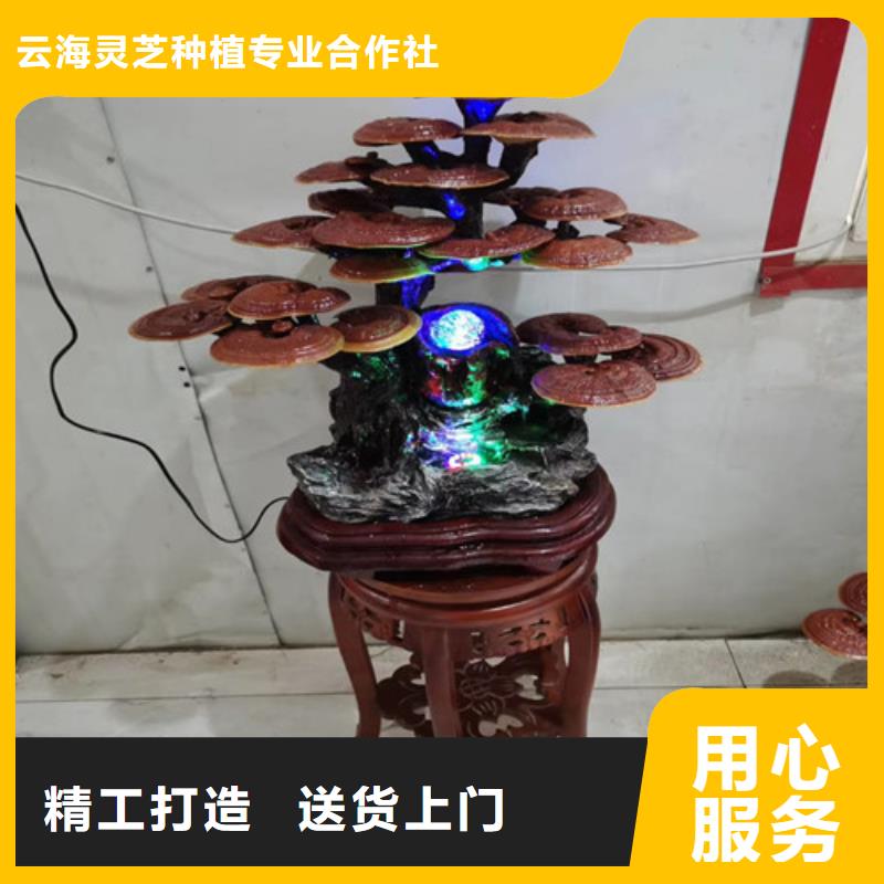 破壁灵芝孢子粉视频-破壁灵芝孢子粉-云海灵芝种植专业社(锦州市分公司)服务区域凌河|古塔|辽阳|本溪|抚顺|沈阳|葫芦岛