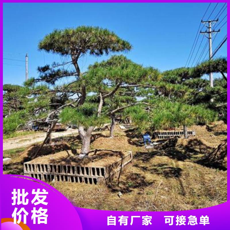 【造型松_造型松基地闪电发货】