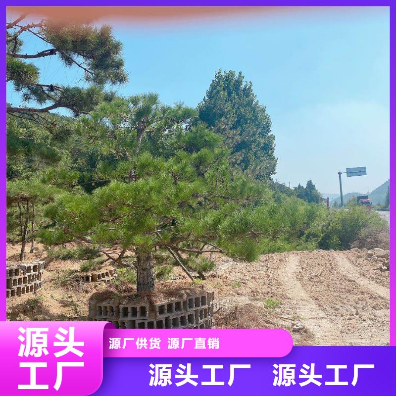 造型松造型松基地质量上乘