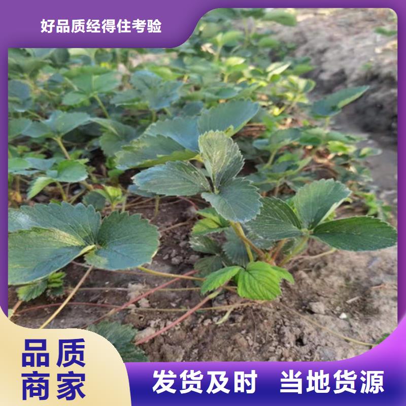 【草莓苗大棚草莓苗品质优选】