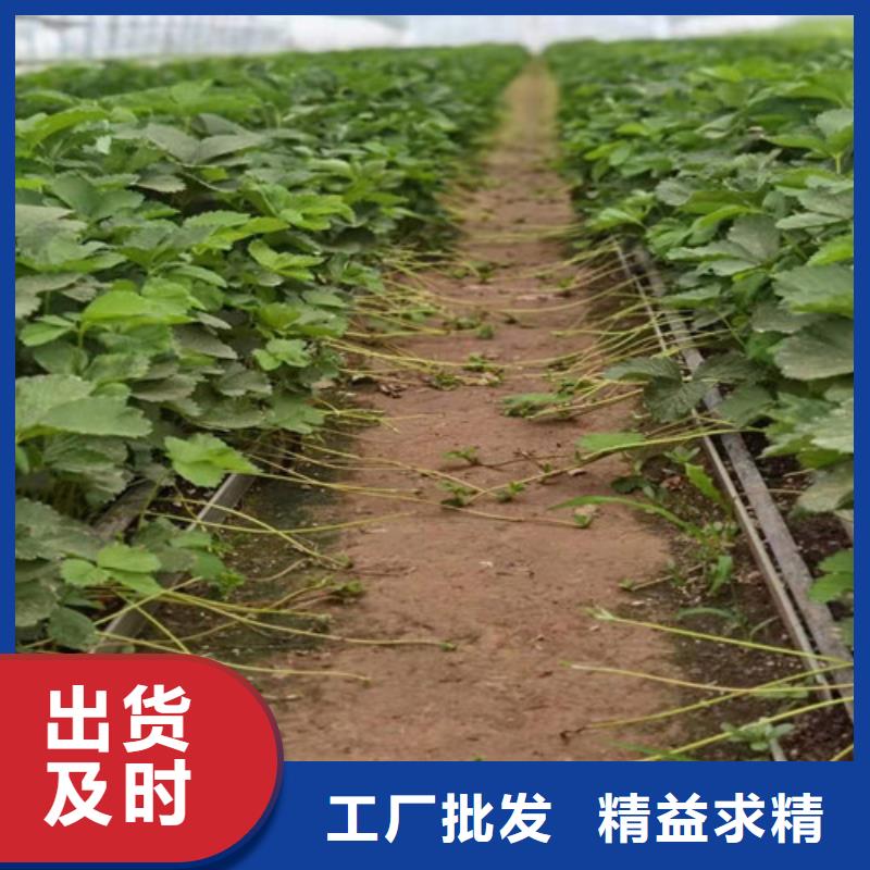 草莓苗【香椿树苗】好货直供