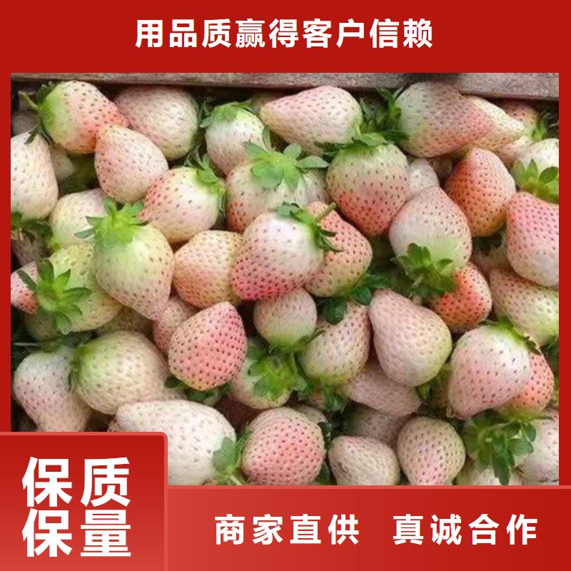 草莓苗【猕猴桃苗】源头厂家来图定制