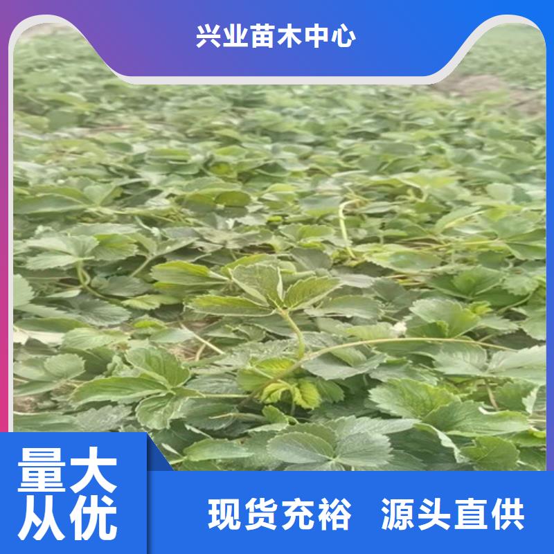 草莓苗_樱桃树苗量大从优