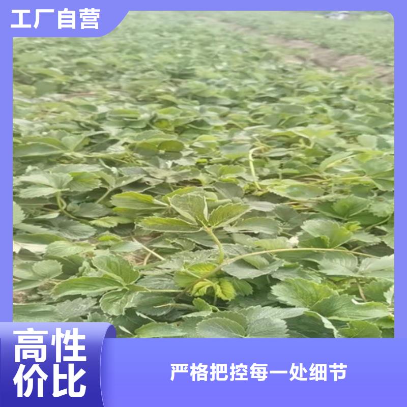 草莓苗樱桃树苗现货齐全售后无忧