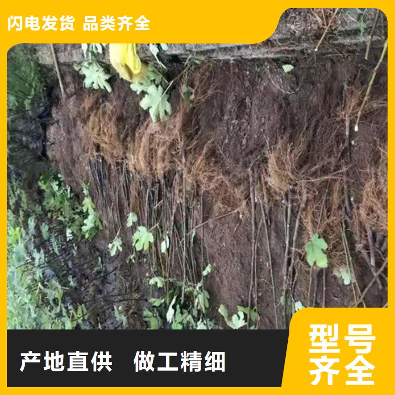 无花果草莓苗多年行业经验