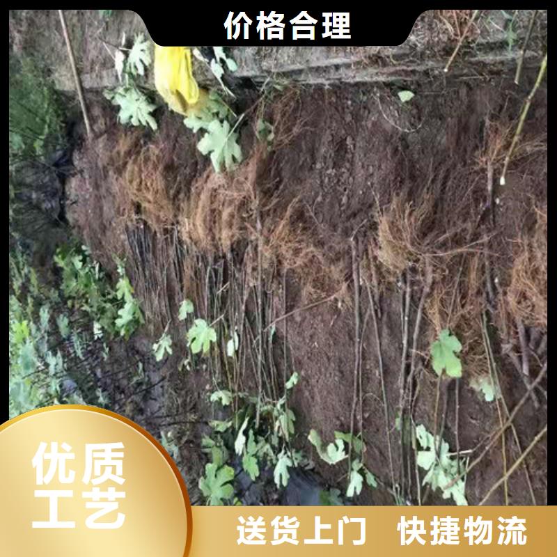 无花果红耔山楂苗应用范围广泛