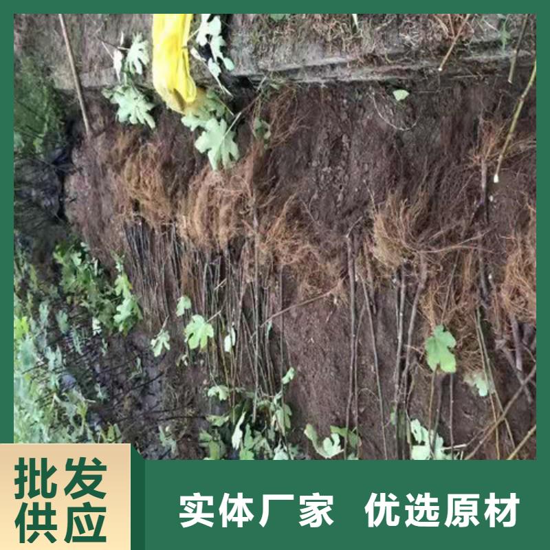 无花果_蓝莓苗生产型