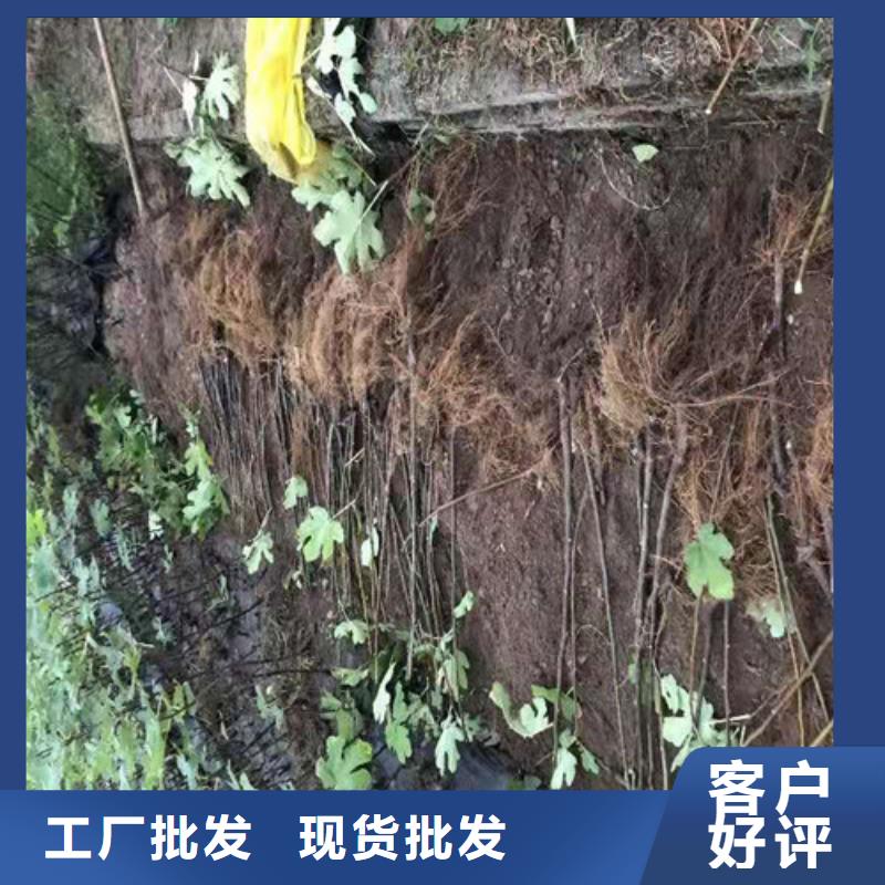 无花果【樱桃树苗】诚信经营质量保证