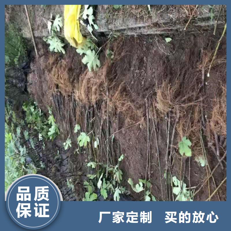 无花果油蟠7-7厂家质量过硬