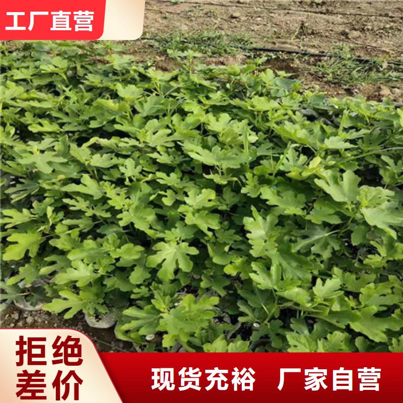 无花果樱桃树苗优质材料厂家直销