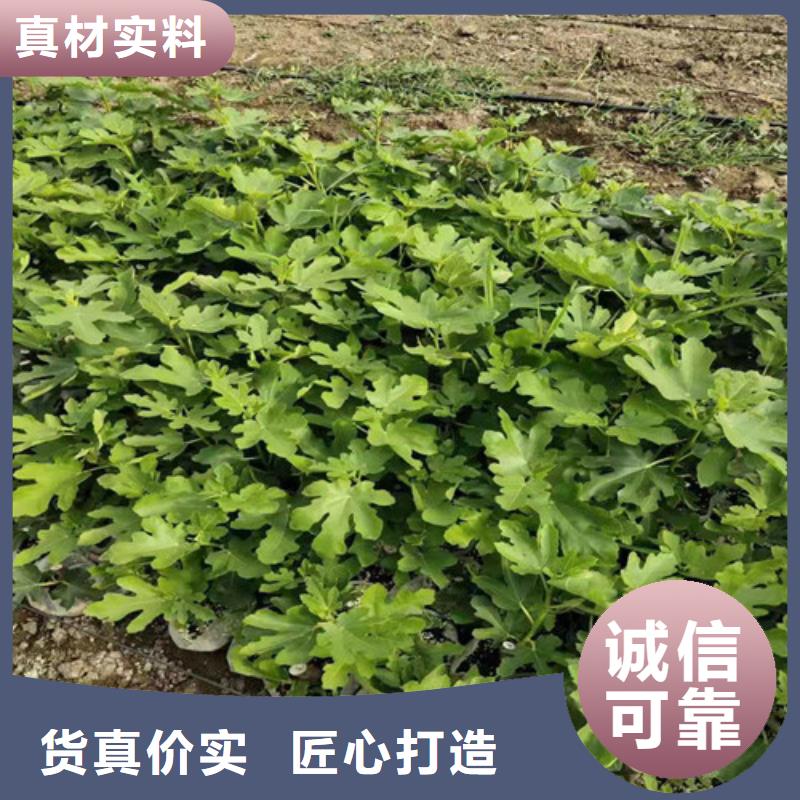 无花果油蟠7-7厂家质量过硬