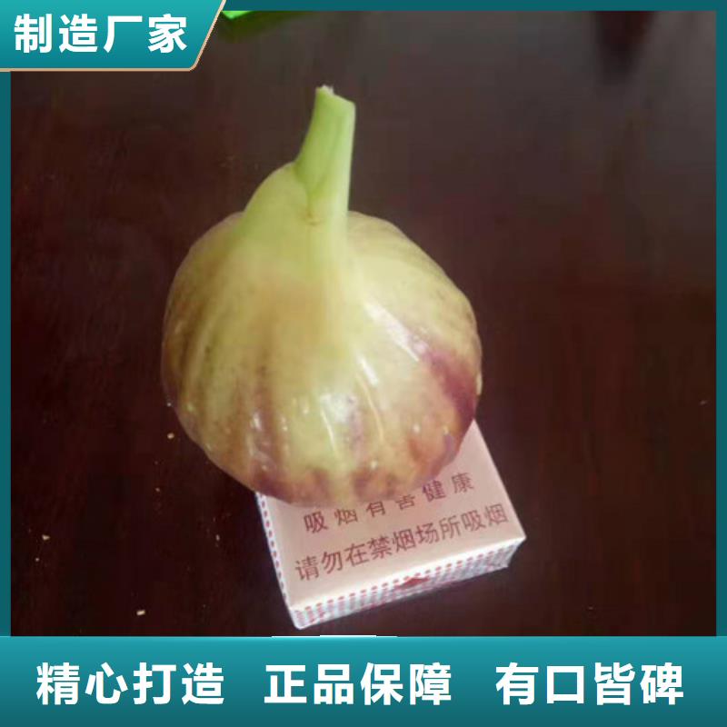 【无花果樱桃苗根据要求定制】