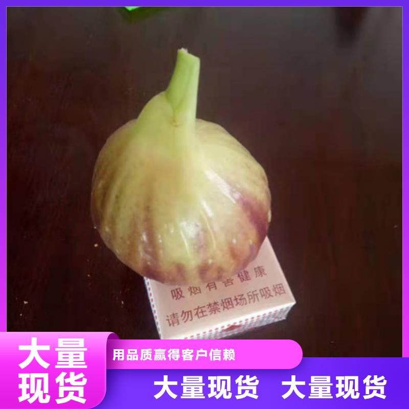 无花果樱桃树苗厂家直营