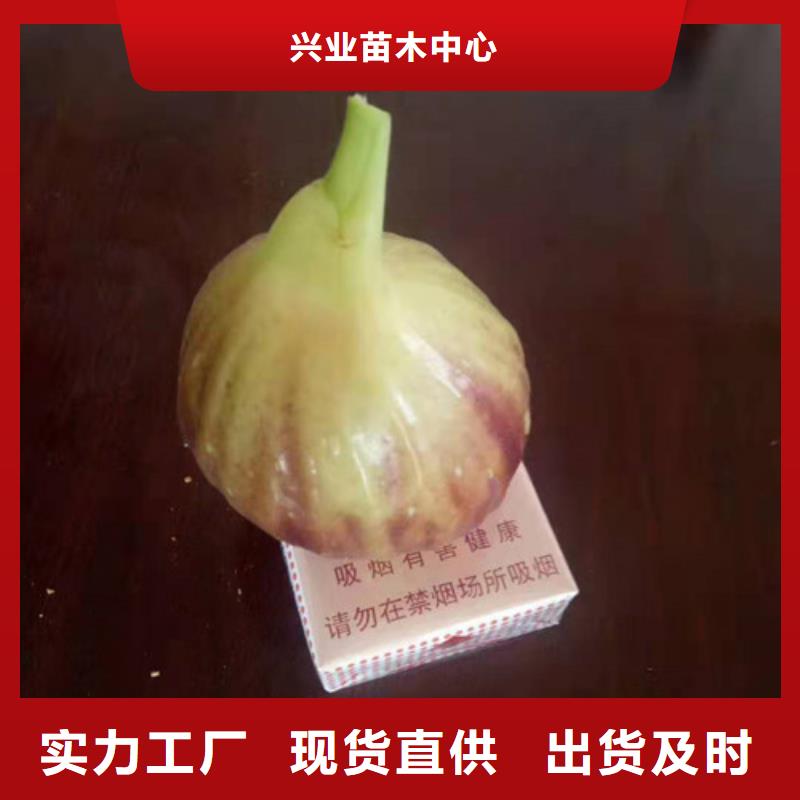 【无花果葡萄苗定制销售售后为一体】