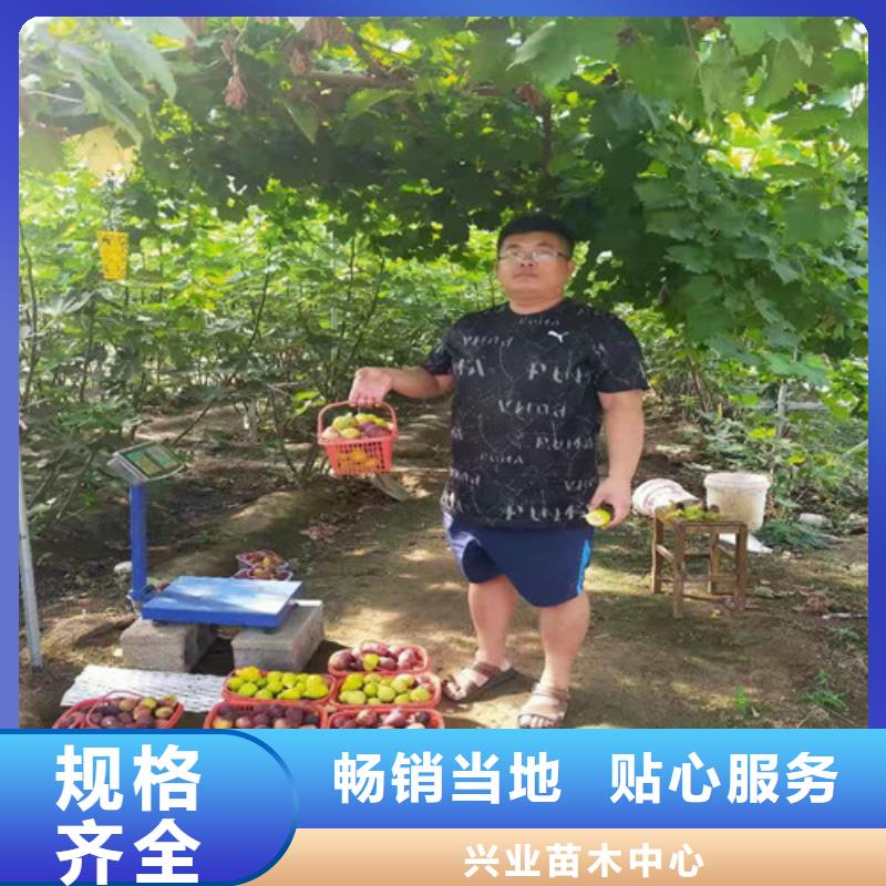 无花果嘎啦苹果苗服务至上