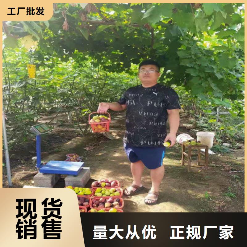 无花果大棚草莓苗厂家自营