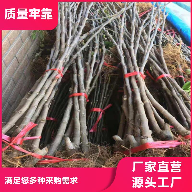 无花果葡萄苗为您精心挑选