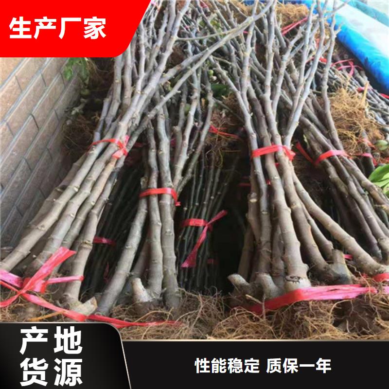 无花果核桃苗品质优良